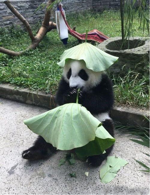 熊猫娱乐吃瓜酱  第3张