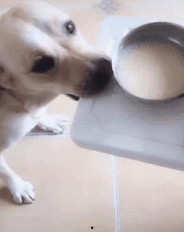 女人与狗性交视频  第2张